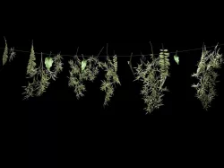 Hanging Plants on Rope 3D model