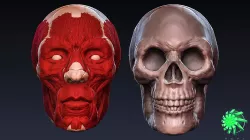 Head Skull and Muscles - Retopolized Sculpt Zbrush and 3ds max  3D model