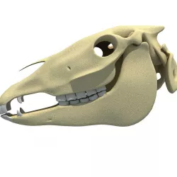High Quality Horse Skull 3D model