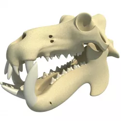 Hippo Skull  3D model