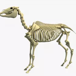 Horse Skeleton 3D model