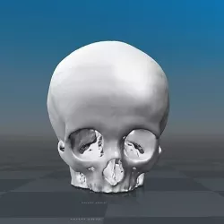 Human Skull - child female - age 11 3D model