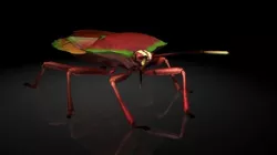 Insect Collection 20 Stink bug Low-poly  3D model
