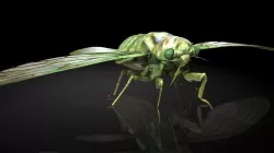 Insect Collection8 Cicada Low-poly  3D model