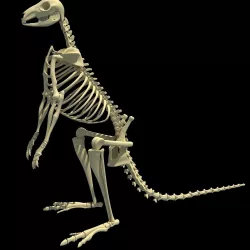 Kangaroo Skeleton 3D model