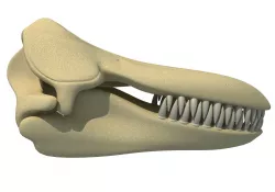 Killer Whale Orca Skull 3D model