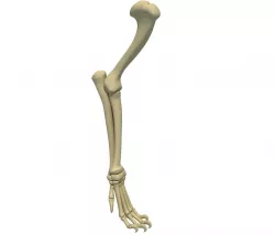 Lion Leg Skeleton 3D model