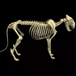 Lion Skeleton 3D model