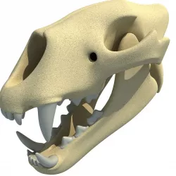 Lion Skull Bones  3D model