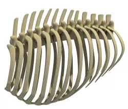 Mammal Animal Rib Cage 3D model