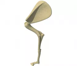 Mammal Arm Humerus  3D model