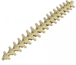 Mammal Spinal Bones  3D model