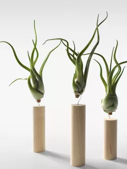 Medusa Head Air Plant with Stands 3D model