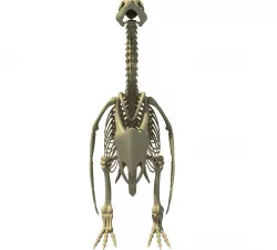 Penguin Skeleton 3D model