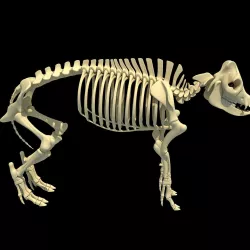 Pig Skeleton 3D model