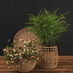 Plant in wicker basket 3D model