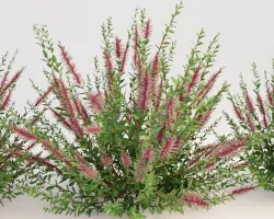 Plants 3D model