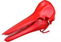 Printable Dolphin Skull 3D model