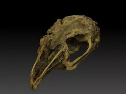 Rabbit Skull Scan 3D model