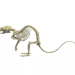 Rat Skeleton 3D model
