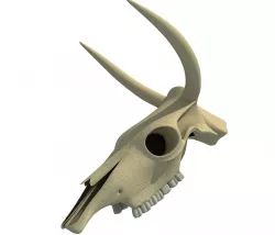 Realistic Cow Skull 3D model