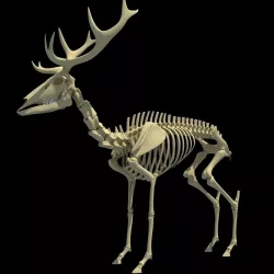 Realistic Deer Skeleton 3D model