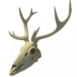 Realistic Deer Skull 3D model