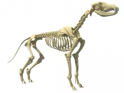 Realistic Dog Skeleton 3D model