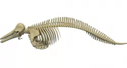 Realistic Dolphin Skeleton 3D model