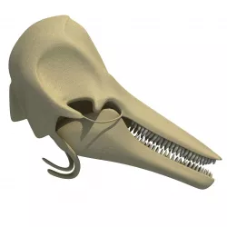 Realistic Dolphin Skull 3D model