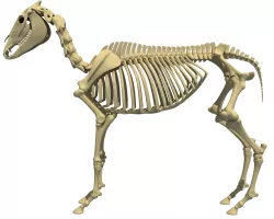 Realistic Donkey Skeleton 3D model