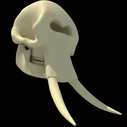 Realistic Elephant Skull 3D model