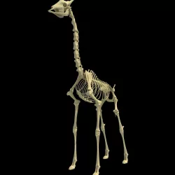 Realistic Giraffe Skeleton 3D model