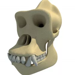 Realistic Gorilla Skull  3D model
