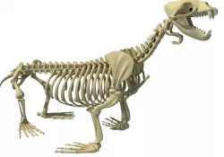 Sea Lion Skeleton 3D model