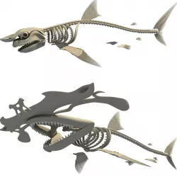 Set of Sharks Skeletons 3D model