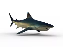 shark 3D model