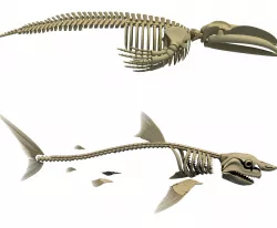 Shark and Blue Whale Skeletons 3D model