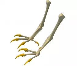 Skeleton of Bald Eagle Claws  3D model