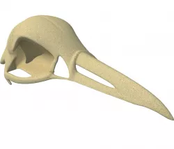 Skeleton of Bald Eagle Skull  3D model