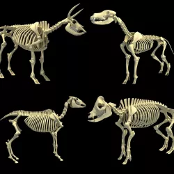 Skeleton Set of 3D Animals 3D model