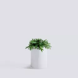 Small Monsteria Stem 3D model