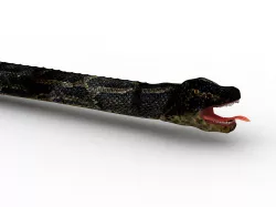 Snake 3D model