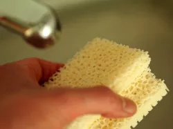 Sponge