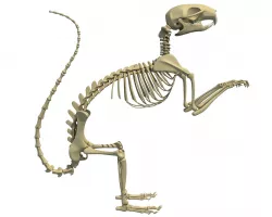 Squirrel Skeleton 3D model