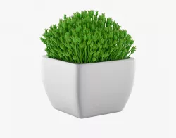 Succulents 08 3D model