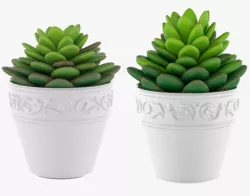 Succulents 09 3D model