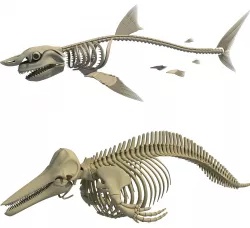 White Shark and Dolphin Skeletons 3D model