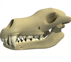 Wolf Fox Skull 3D model