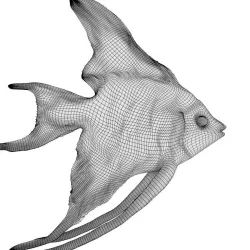 base fish 3D model